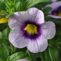 Cielo Blue Delicious Calibrachoa