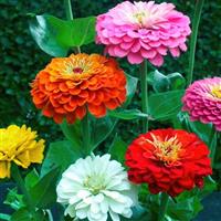 Giant Dahlia Mix Zinnia