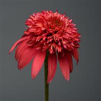 Echinacea Double Scoop™ Cranberry