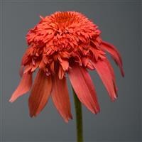 Echinacea Double Scoop™ Mandarin