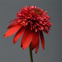 Echinacea Double Scoop™ Raspberry