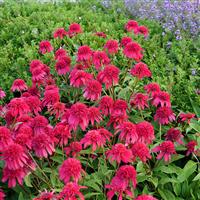 Echinacea Double Scoop™ Raspberry