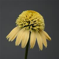 Echinacea Double Scoop™ Lemon Cream