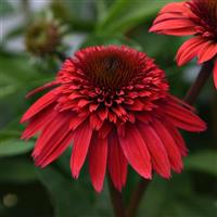 Echinacea Double Scoop™ Strawberry Deluxe