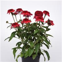 Echinacea Double Scoop™ Strawberry Deluxe