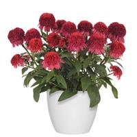 Echinacea Double Scoop™ Raspberry Deluxe