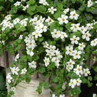 Snowtopia<sup>®</sup> Bacopa