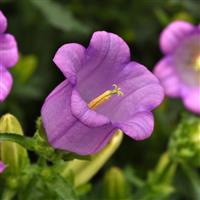 Campana Lilac Campanula