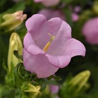 Campana Pink Campanula