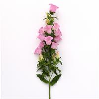 Campana Pink Campanula