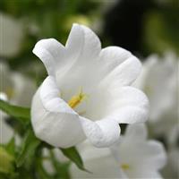 Campana White Campanula