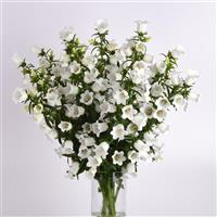 Campana White Campanula