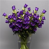 Campana Deep Blue Campanula