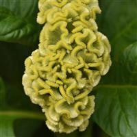 Neo™ Green Celosia