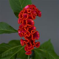 Neo™ Orange Celosia