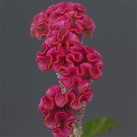 Neo™ Pink Celosia