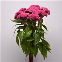 Neo™ Pink Celosia