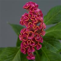 Neo™ Rose Celosia