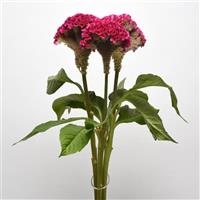 Neo™ Rose Celosia