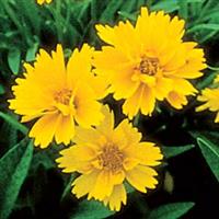 Coreopsis Early Sunrise