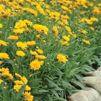 Coreopsis Early Sunrise