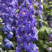 Delphinium Guardian Blue