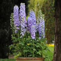 Delphinium Guardian Lavender