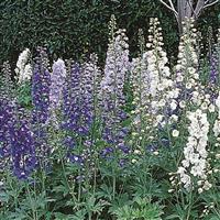 Delphinium Guardian Mixture