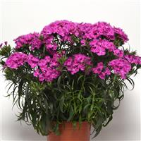 Dianthus Rockin'™ Purple