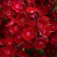 Dianthus Rockin'™ Red