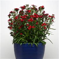 Dianthus Rockin'™ Red