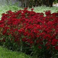 Dianthus Rockin'™ Red