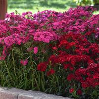 Dianthus Rockin'™ Rose