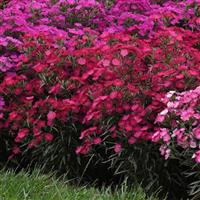 Dianthus Rockin'™ Rose