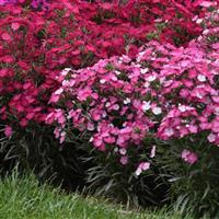 Dianthus Rockin'™ Pink Magic