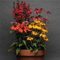 Echinacea Cheyenne Spirit