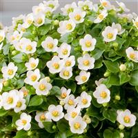 Royal Dane White Exacum