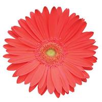 Mega Revolution™ Watermelon Gerbera