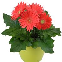 Mega Revolution™ Watermelon Gerbera