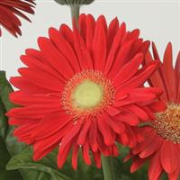 Mega Revolution™ Bright Red Gerbera