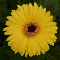 Mega Revolution™ Yellow with Dark Eye Gerbera