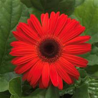 Mega Revolution™ Orange with Dark Eye Gerbera