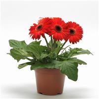 Mega Revolution™ Orange with Dark Eye Gerbera