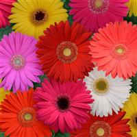 Mega Revolution™ Select Mixture Gerbera