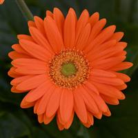 Mega Revolution™ Orange with Light Eye Gerbera