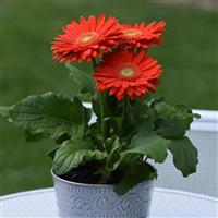 Mega Revolution™ Orange with Light Eye Gerbera