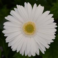 Mega Revolution™ White with Light Eye Gerbera