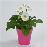 Mega Revolution™ White with Light Eye Gerbera