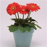 Mega Revolution™ Scarlet Red with Light Eye Gerbera