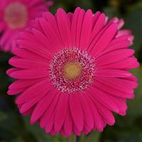 Mega Revolution™ Deep Rose with Light Eye Gerbera